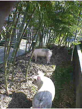 �|�тɂ����