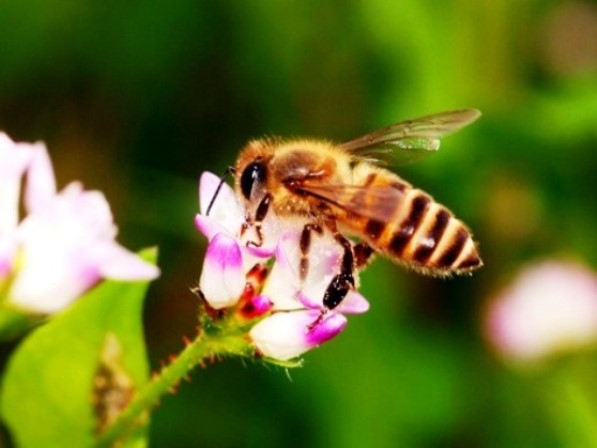 日本蜜蜂1