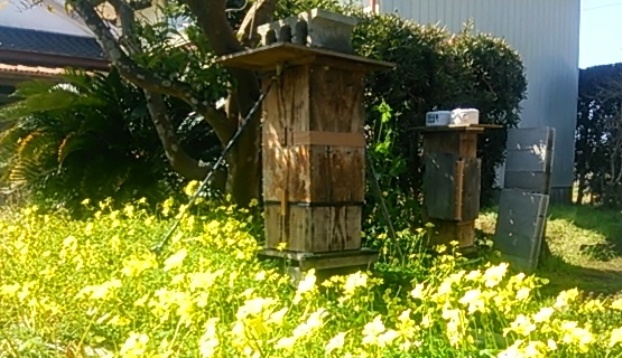 蜂蜜製造機