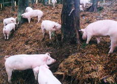 �y��H�ׂ��