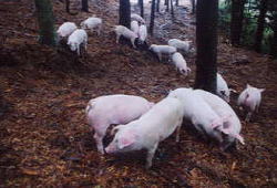 �y��H�ׂ��