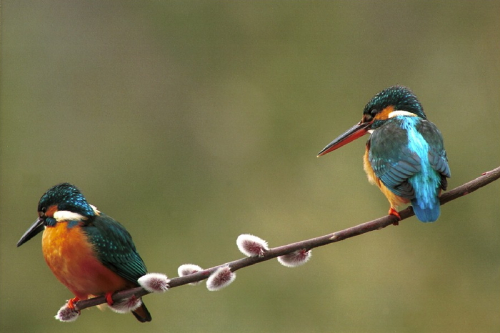 �J���Z�~�ʐ^2