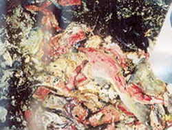 ���ގc��/�����J�n��