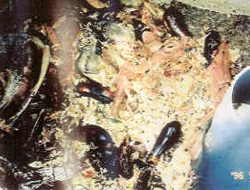 ���ގc��/����r��