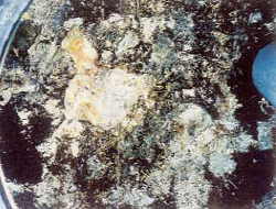 �����I�����A���^�͔F�߂��Ȃ�