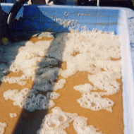 ���������̉��D��