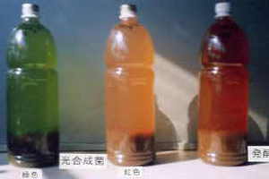 �O�����o�����Q���Ԍ�̃T���v�����Ɋe��L�p�ۂ�Y��