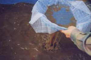 �ԑ����D���̂�ߎ���